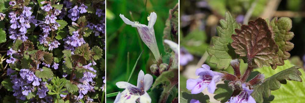 Fiche florale du Lierre terrestre