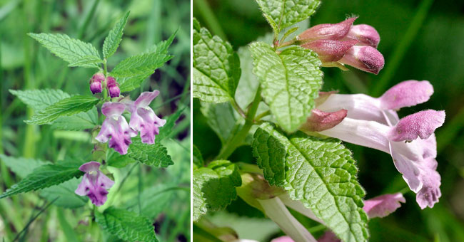 Fiche florale de la Mlitte