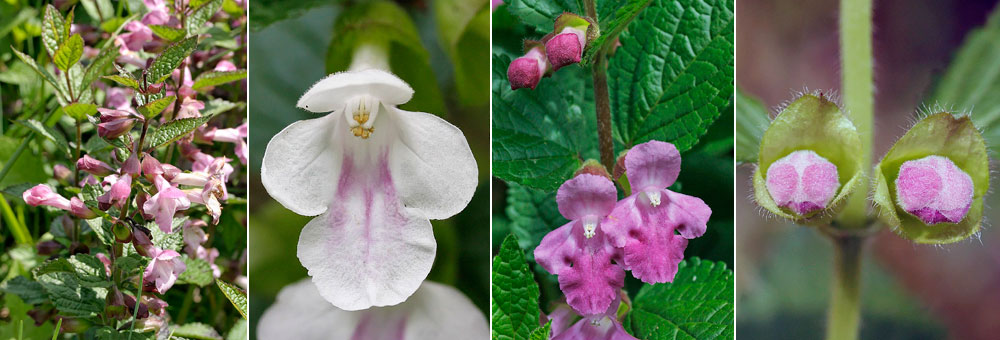 Fiche florale de la Mlitte