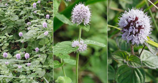 Fiche florale de la Menthe aquatique