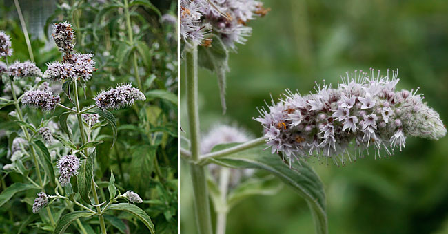 Fiche florale de la Menthe  feuilles longues