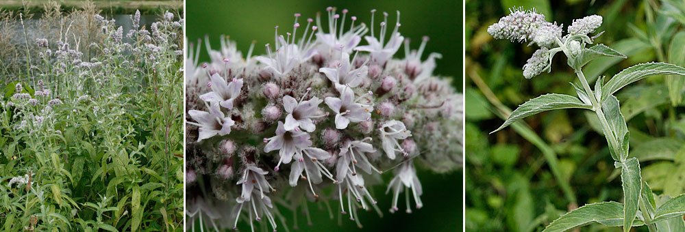 Fiche florale de la Menthe  feuilles longues