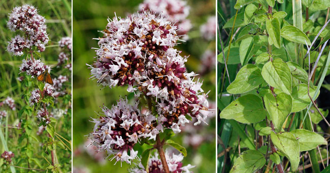 Fiche florale de l'Origan