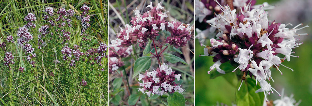 Fiche florale de l'Origan