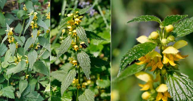 Fiche florale de l'Ortie jaune