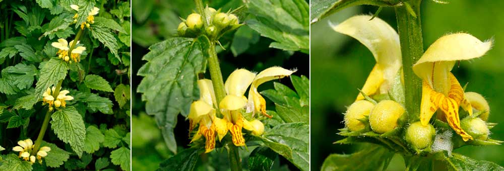 Fiche florale de l'Ortie jaune