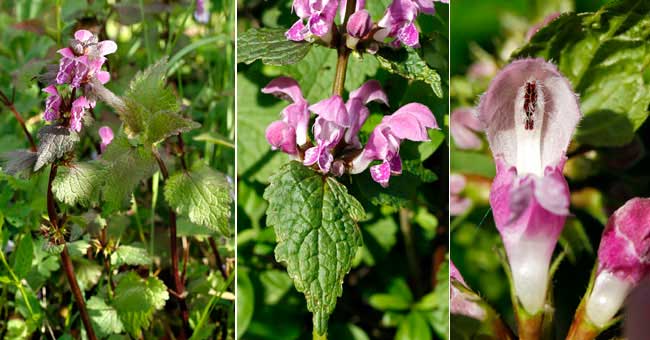 Fiche florale de l'Ortie rouge