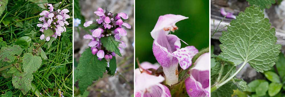 Fiche florale de l'Ortie rouge