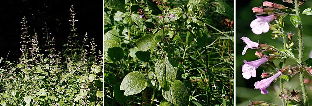 Fiche florale de la Sarriette des bois