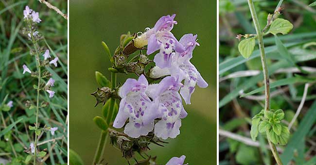 Fiche florale de la Sarriette des champs