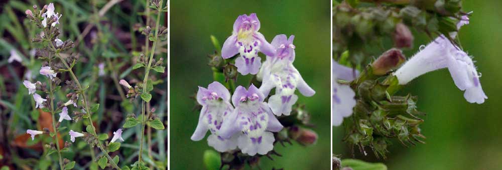 Fiche florale de la Sarriette des champs