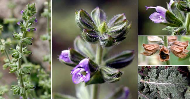 Fiche florale de la Sauge fausse verveine