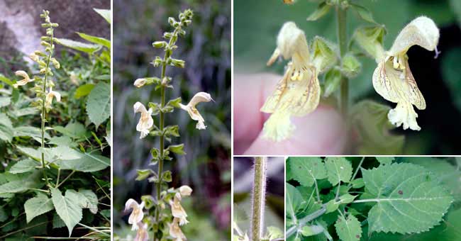 Fiche florale de la Sauge glutineuse