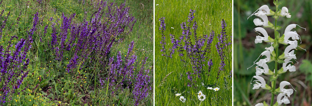 Fiche florale de la Sauge des prs