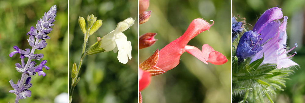 Fiche florale de la Sauge des prs