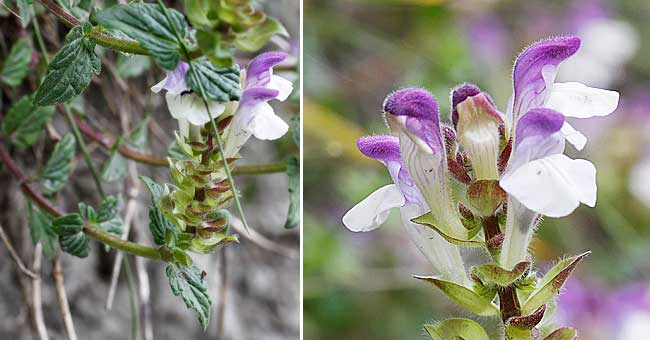 Fiche florale de la Scutellaire des Alpes