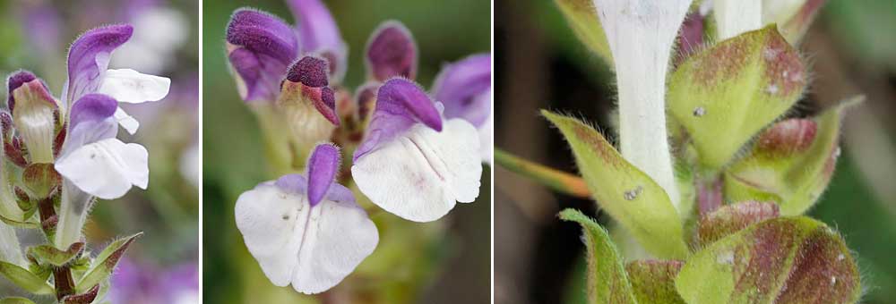 Fiche florale de la Scutellaire des Alpes