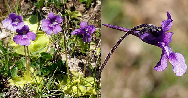 Fiche florale de la Grassette commune