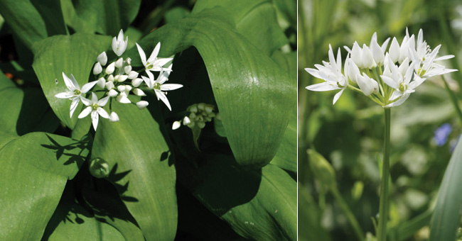 Fiche florale de l'Ail des ours