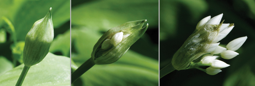 Fiche florale de l'ail des ours