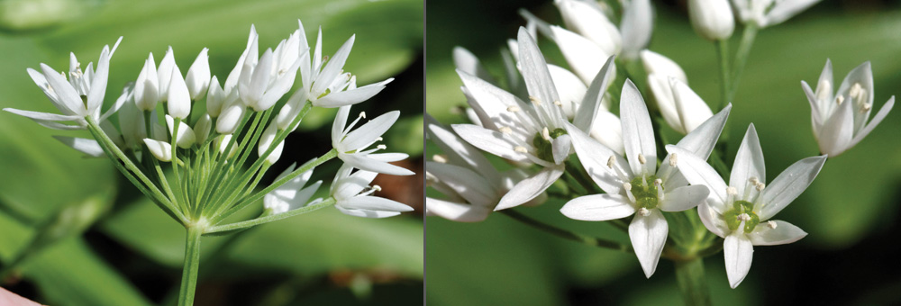 Fiche florale de l'ail des ours