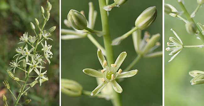 Fiche florale de l'Asperge des bois