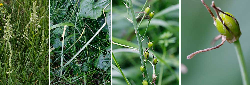 Fiche florale de l'Asperge des bois