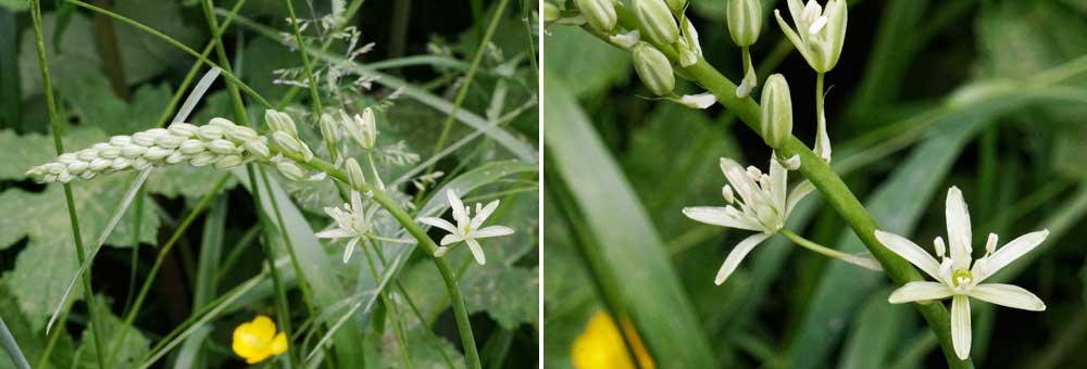 FChambolle-Musigny (Cte d'Or)iche florale de l'Asperge des bois