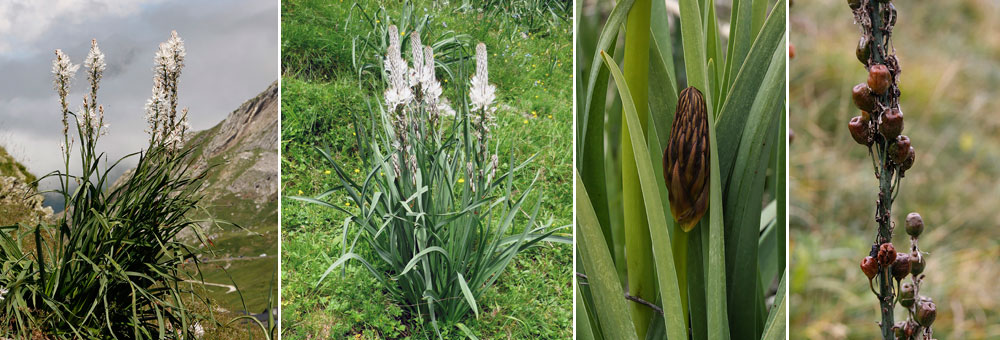 Fiche florale de lAsphodle blanc