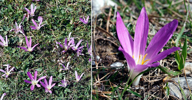 Fiche florale de la Colchique d'automne