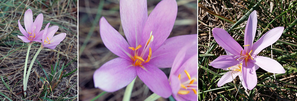 Fiche florale de la Colchique d'automne