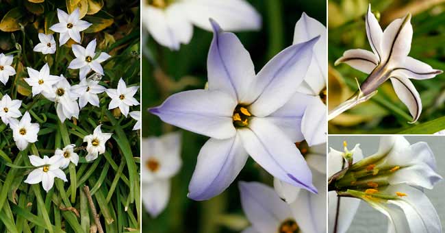 Fiche florale de l'Iphion  une fleur