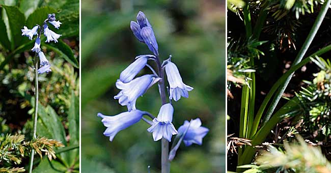 Fiche florale de l'Asperge des bois