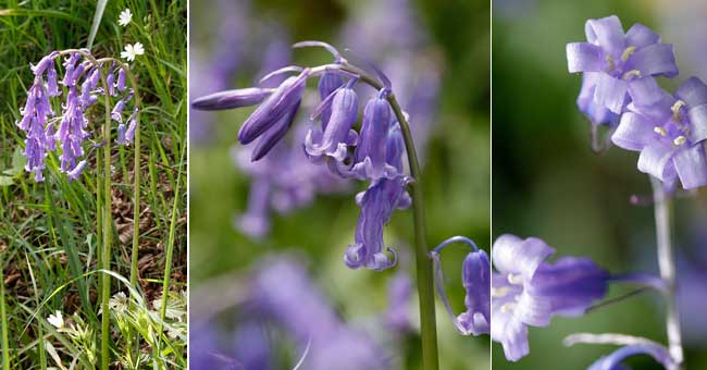 Fiche florale de la Jacinthe des bois