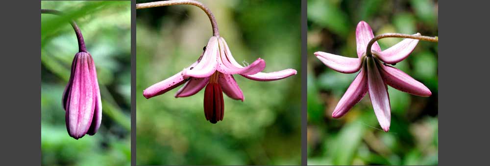 Fiche florale du Lis martagon