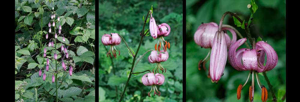 Fiche florale du Lis martagon