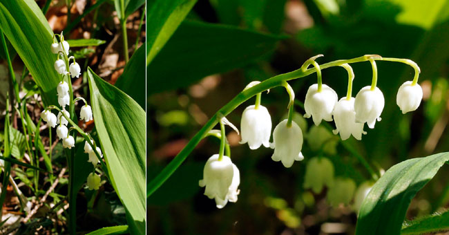 Fiche florale du Muguet 