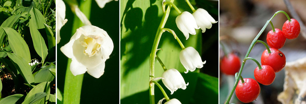 Fiche florale du Muguet