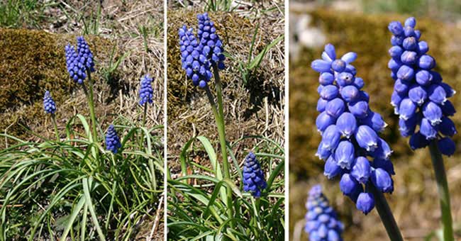 Fiche florale du Muscari en grappe