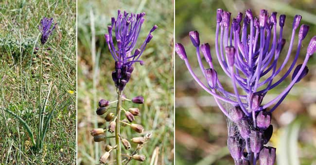 Fiche florale du Muscari  toupet