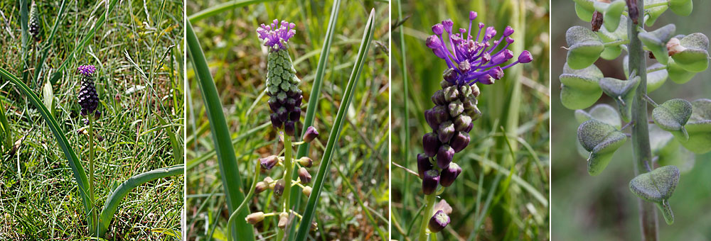 Fiche florale du Muscari  toupet