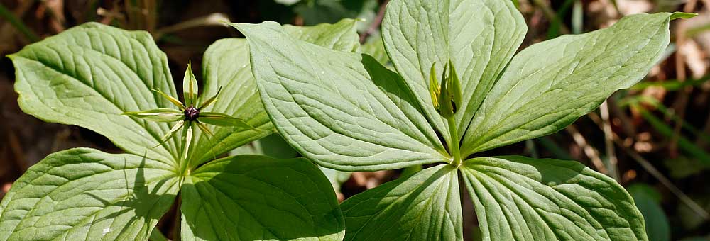 Fiche florale de la Parisette  quatre feuilles