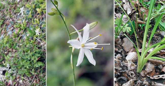 Fiche florale de la Phalangre rameuse