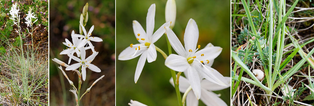 Fiche florale de la Phalangre rameuse