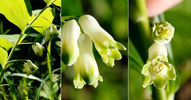 Fiche florale du Sceau de Salomon multiflore 