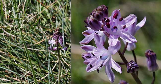 Fiche florale de la Scille d'automne