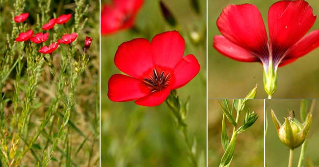 Fiche florale du Lin  grandes fleurs