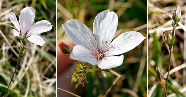 Fiche florale du Lin  feuilles tnues