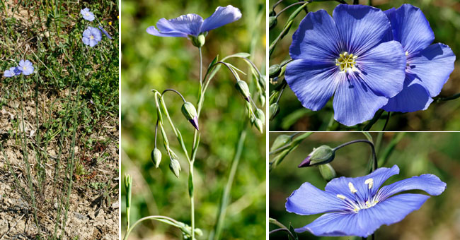 Fiche florale du Lin vivace