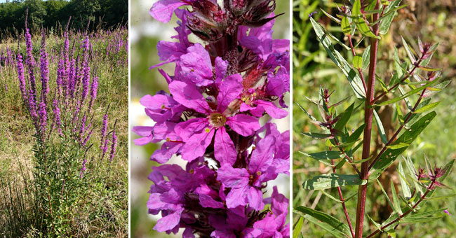 Fiche florale de la Salicaire